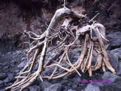 Driftwood Root at Camel Rock Beach