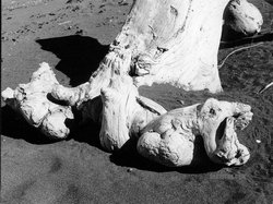 Drift Wood