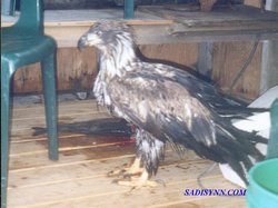 Young Eagle in Fishraft Cabin