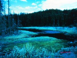 Infrared view across road from Irene Lake, Seldovia Alaska
