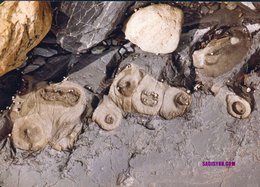 Prince William Sound Rocks, near Tatitlek