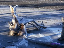 Driftwood on McDonald Spit