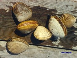 Clams and Greenland Cockle